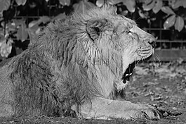 獅子,動物,捕食者