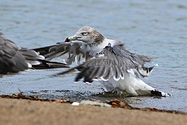 動物,海,海灘