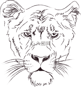 母獅,獅子,動物
