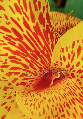 美人蕉百合,黄色花,发现