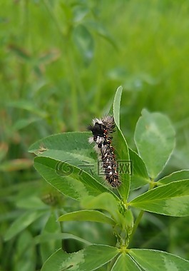 葉,性質(zhì),植物