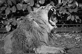 獅子,動物,捕食者