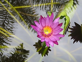 荷花,花,睡蓮