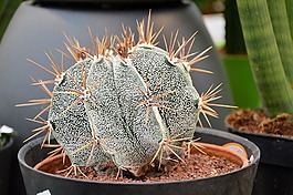 仙人掌,盆栽,植物
