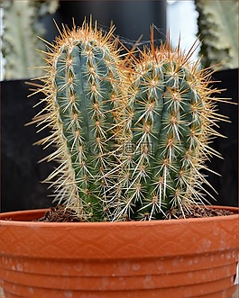 仙人掌,植物,带刺