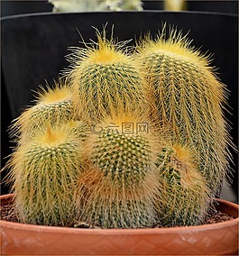 仙人掌,植物,室內(nèi)