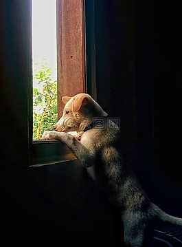 孩子,狗,一个晚上，