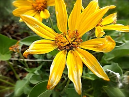 花,戶外,春
