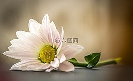 花,白,春