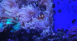 小丑魚,水族館,珊瑚