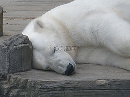 動(dòng)物園,北極熊,野生動(dòng)物