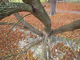 木材,秋季,分支機(jī)構(gòu)