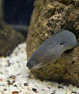 murena,魚,石