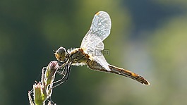 蜻蜓,關(guān)于,花