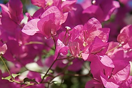 土耳其,bouganvilla,粉紅色