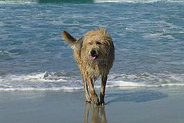 狗,海洋,濕
