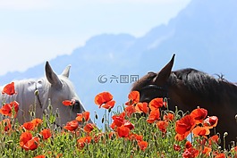 馬,罌粟,奧地利