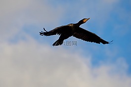 鸕鶿,鳥,飛