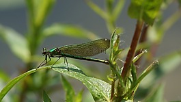 蜻蜓,綠色,葉