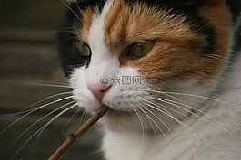 貓咪,貓,動物