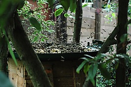 蜜蜂,昆虫,在方法中蜜蜂