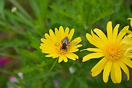 蜜蜂,昆蟲(chóng),黃色的花