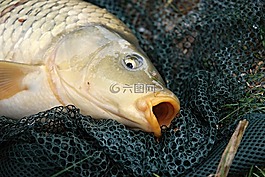 鲤鱼,keser,钓鱼