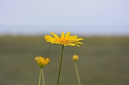 鮮花,花,黃色雛菊