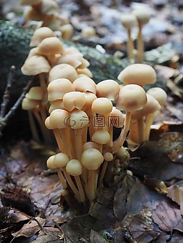 森林,蘑菇,秋季