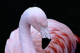 火烈鳥(niǎo),粉紅色,鳥(niǎo)