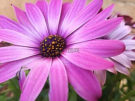 花,性質(zhì),植物區(qū)系