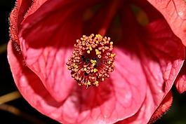 宏,花,紅