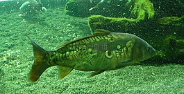 魚,池,花園