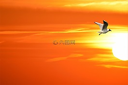 鷗,太陽,鳥