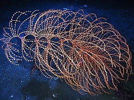 iridigorgia,深海珊瑚,生活