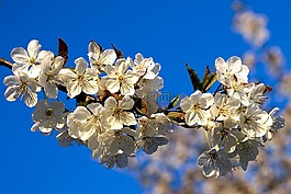 蘋果花,蘋果樹開花,春天