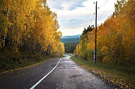 森林,秋,路