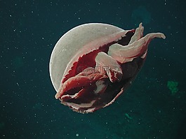 海,海洋,水