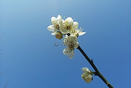 梅花,藍(lán)天,簡約