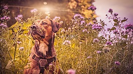 狗,寵物,動物