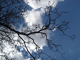 分支機(jī)構(gòu),樹枝,裸