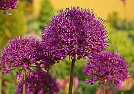 观赏葱,韭菜,开花