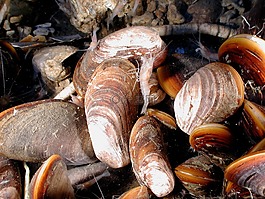 貽貝,蝦,金槍魚
