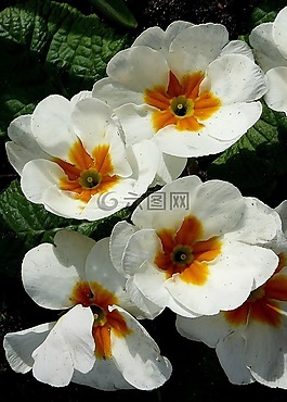 白色的花,報春花,春天