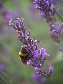 蜜蜂,熏衣草,夏季