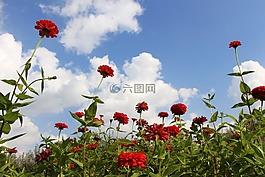 鲜花,红色花,华丽的天空