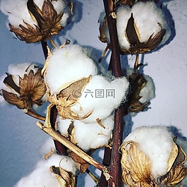棉花,廠,鮮花