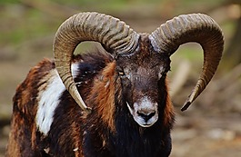 白羊座,wildpark 地點(diǎn),歐洲歐洲盤羊