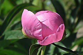 性質(zhì),花,牡丹