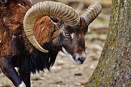白羊座,wildpark 地點(diǎn),歐洲歐洲盤(pán)羊
